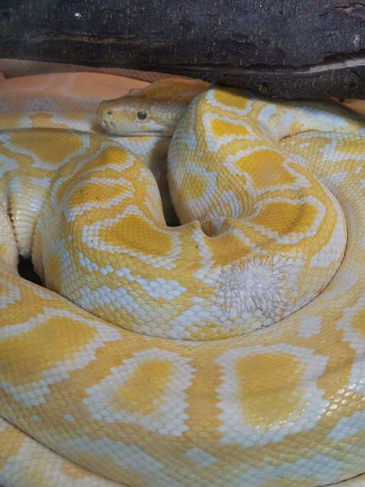zoopark 7